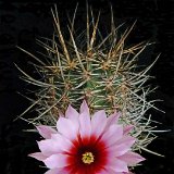 Echinocereus lindsayi ©JLcoll.1207.JPG